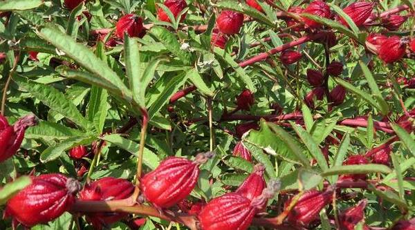 عکس گل چای ترش