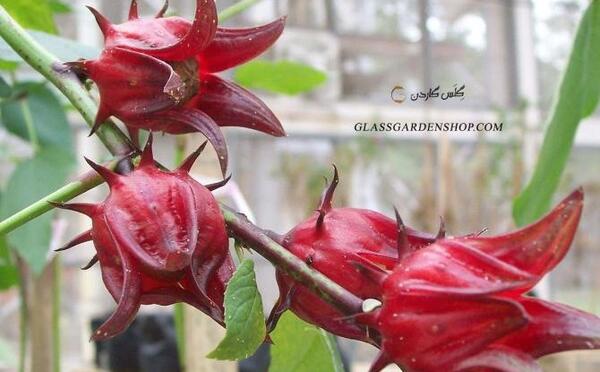 عکس گل چای ترش