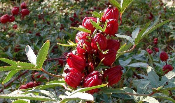 عکس گل چای ترش