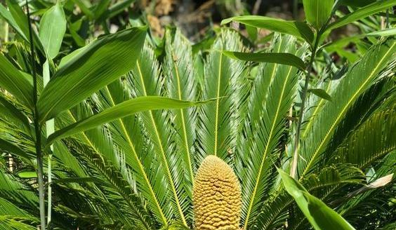 عکس گل سیکاس ماده