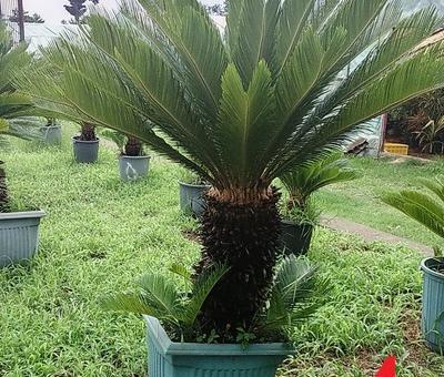 عکس گل سیکاس ماده