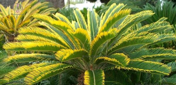 عکس گل سیکاس ماده