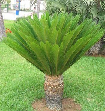 عکس گل سیکاس ماده