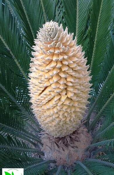 عکس گل سیکاس ماده
