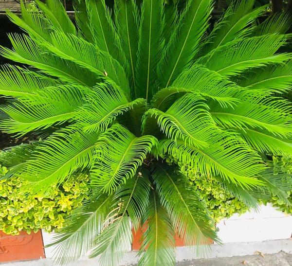 عکس گل سیکاس ماده