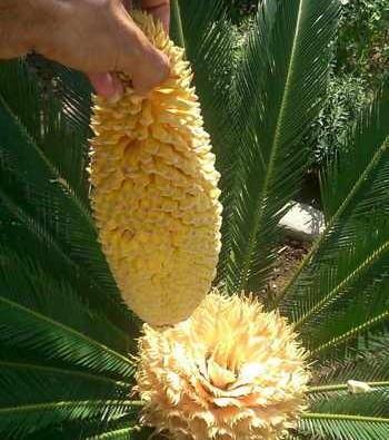 عکس گل سیکاس ماده