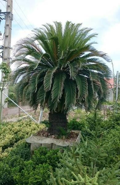 عکس گل سیکاس ماده