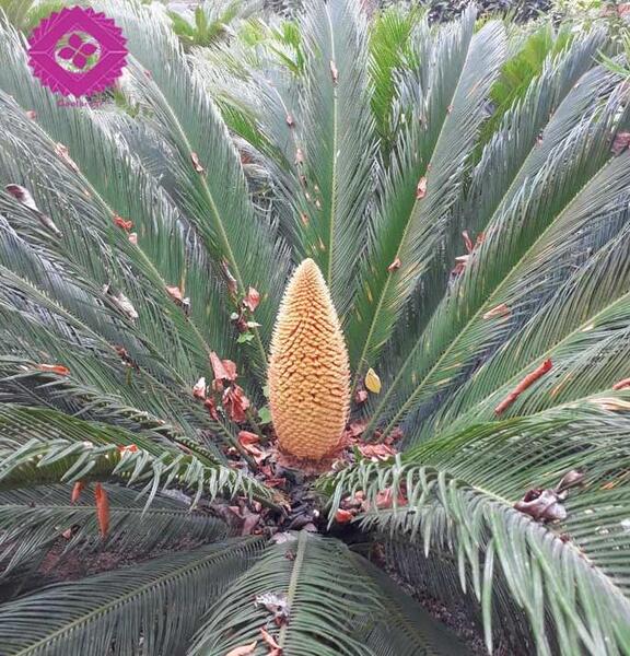 عکس گل سیکاس ماده