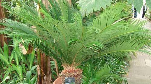 عکس گل سیکاس ماده