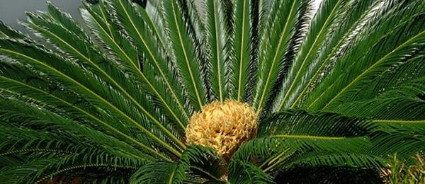 عکس گل سیکاس ماده