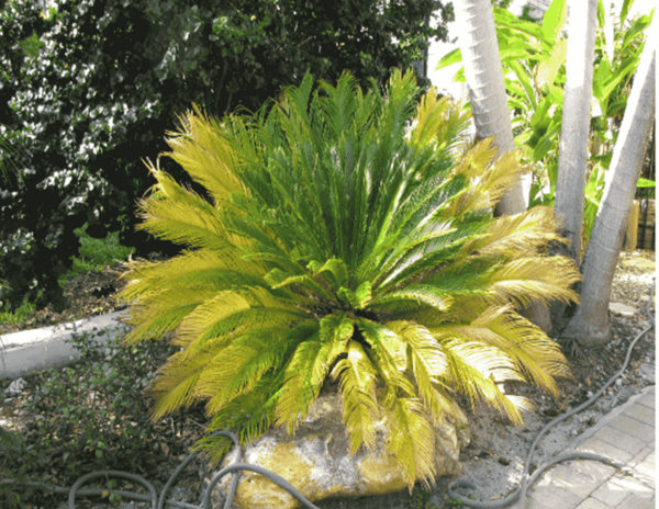 عکس گل سیکاس ماده