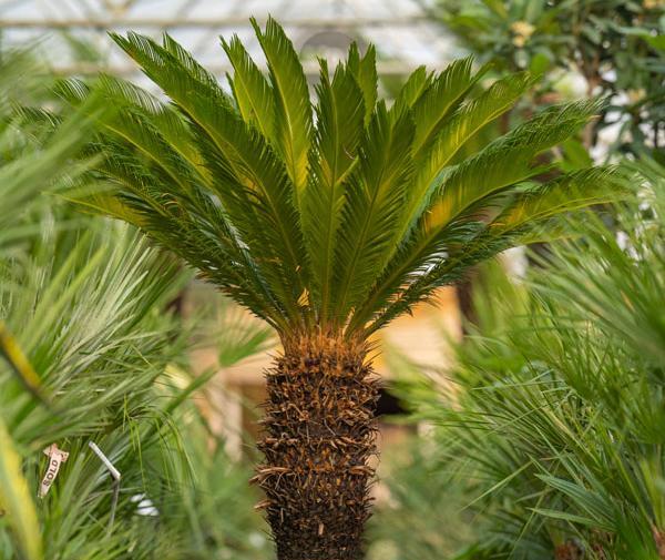 عکس گل سیکاس ماده