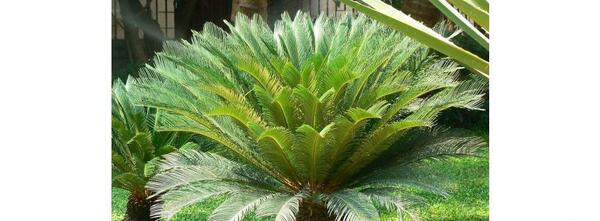 عکس گل سیکاس ماده