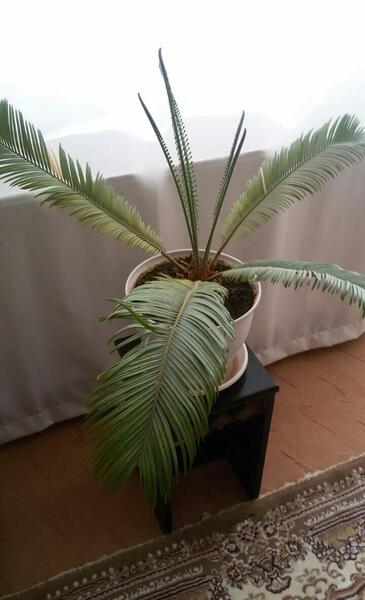 عکس گل سیکاس ماده
