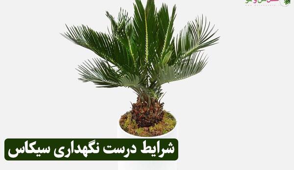 عکس گل سیکاس ماده