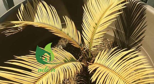عکس گل سیکاس ماده