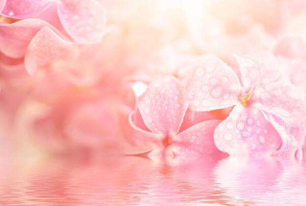 عکس گل عاشقانه رز