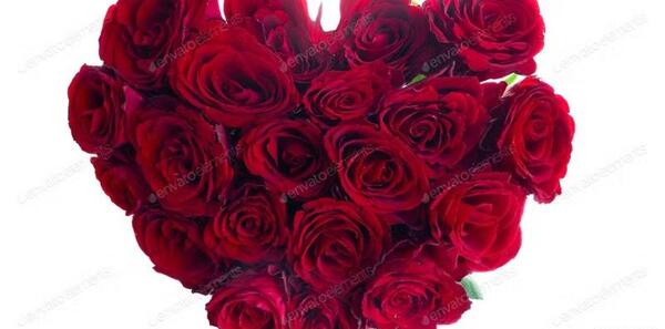 عکس گل عاشقانه رز