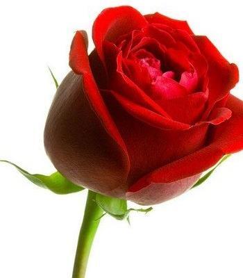 عکس گل عاشقانه رز