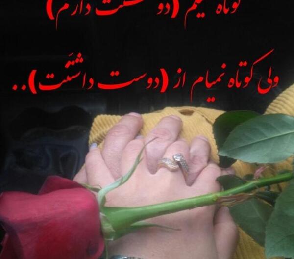 عکس گل عاشقانه رز