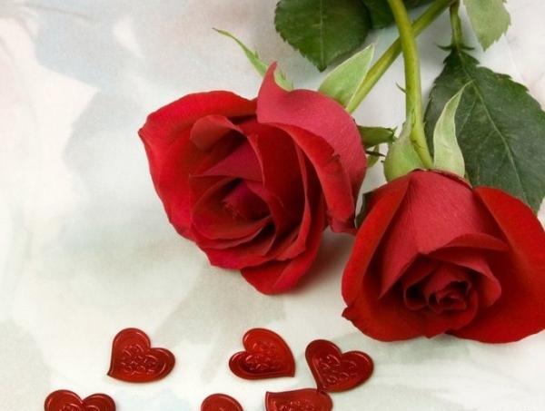 عکس گل عاشقانه رز