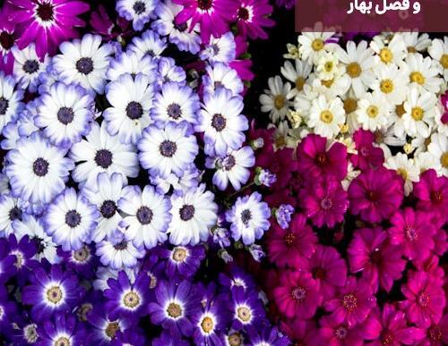 عکس گل همیشه بهار خشک شده