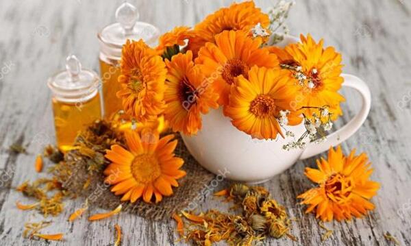 عکس گل همیشه بهار خشک شده