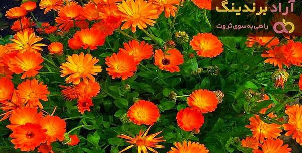 عکس گل همیشه بهار خشک شده
