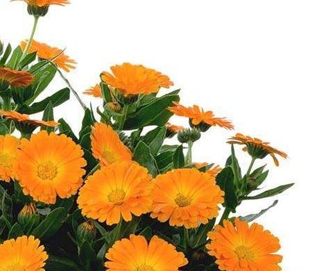 عکس گل همیشه بهار خشک شده