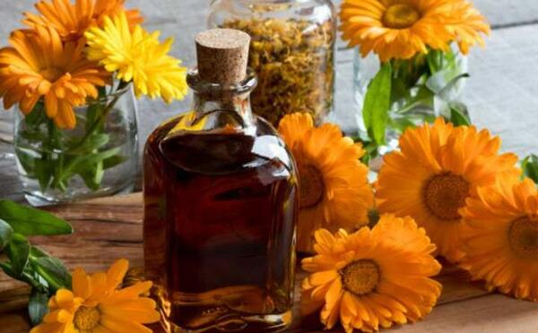 عکس گل همیشه بهار خشک شده
