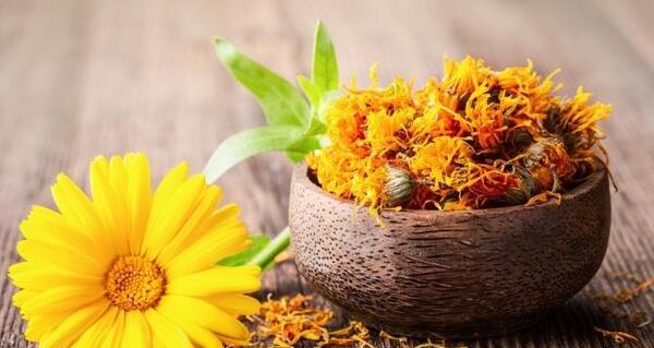 عکس گل همیشه بهار خشک شده