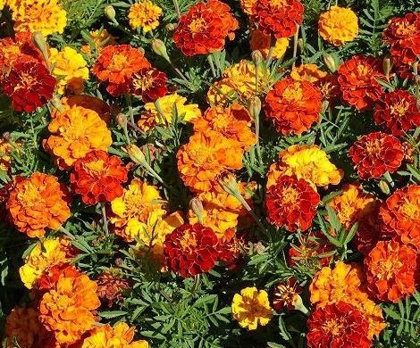 عکس گل همیشه بهار خشک شده