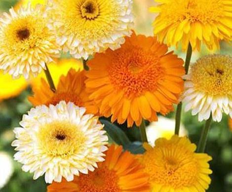 عکس گل همیشه بهار خشک شده