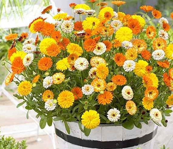 عکس گل همیشه بهار خشک شده