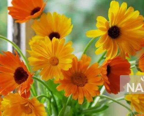 عکس گل همیشه بهار خشک شده