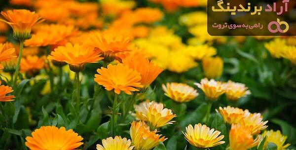 عکس گل همیشه بهار خشک شده