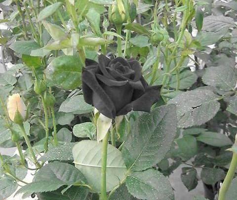 عکس مشکی گل رز