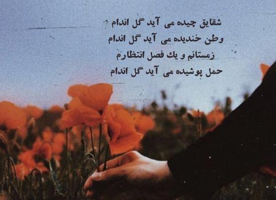 عکس عاشقی افغانی