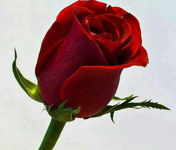 عکس گل برای عشقم