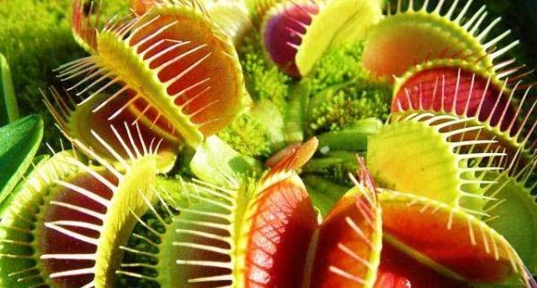 عکس گل گوشتخوار