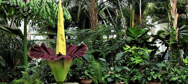 عکس گل گوشتخوار