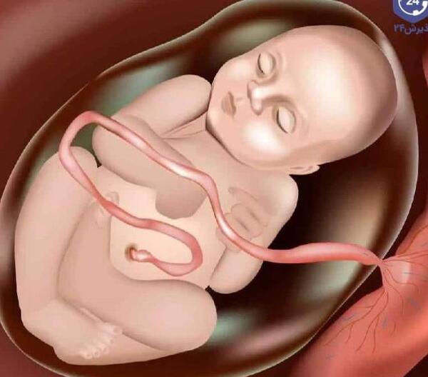 عکس نوزاد نه ماهه در شکم مادر