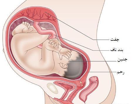 عکس نوزاد نه ماهه در شکم مادر