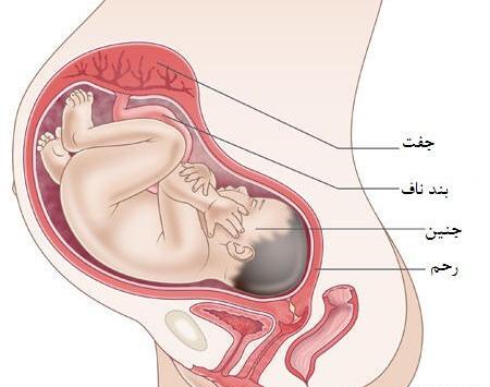 عکس نوزاد نه ماهه در شکم مادر