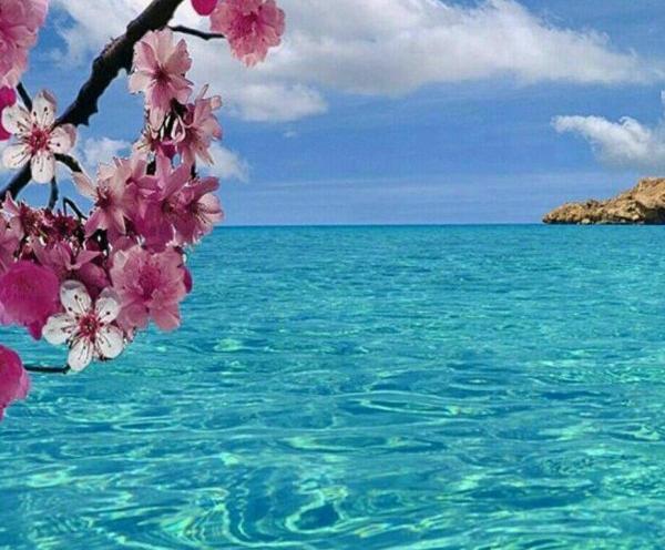 عکس گل و دریا