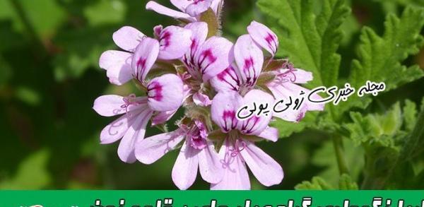 عکس گل چای سفید
