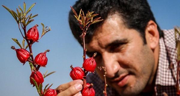 عکس گل چای سفید