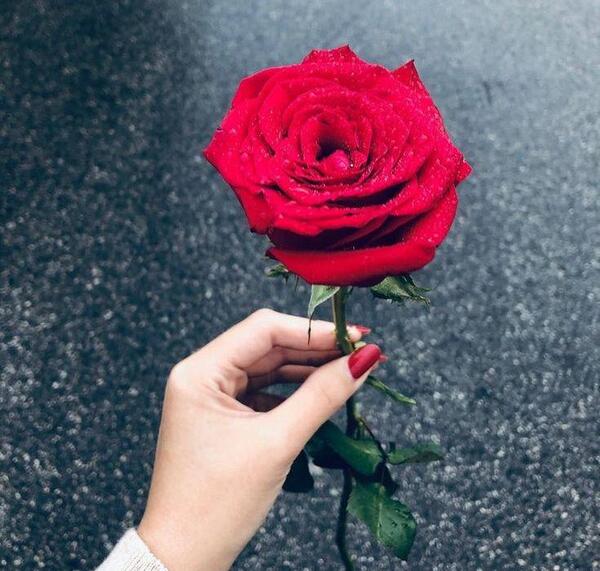 عکس گل پروفایل دخترونه