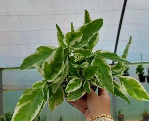 عکس گل پدیلانتوس