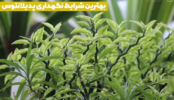 عکس گل پدیلانتوس